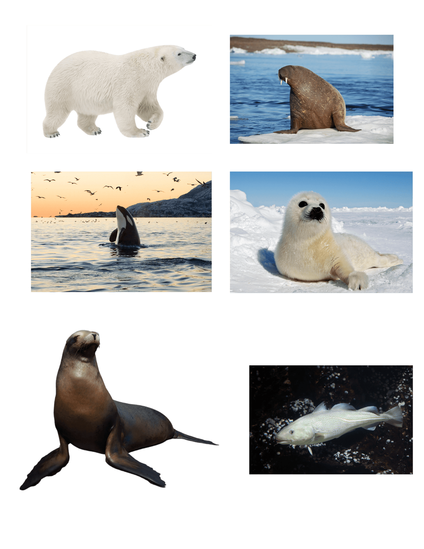 Arctic Little Explorers - Homeschool Better Together