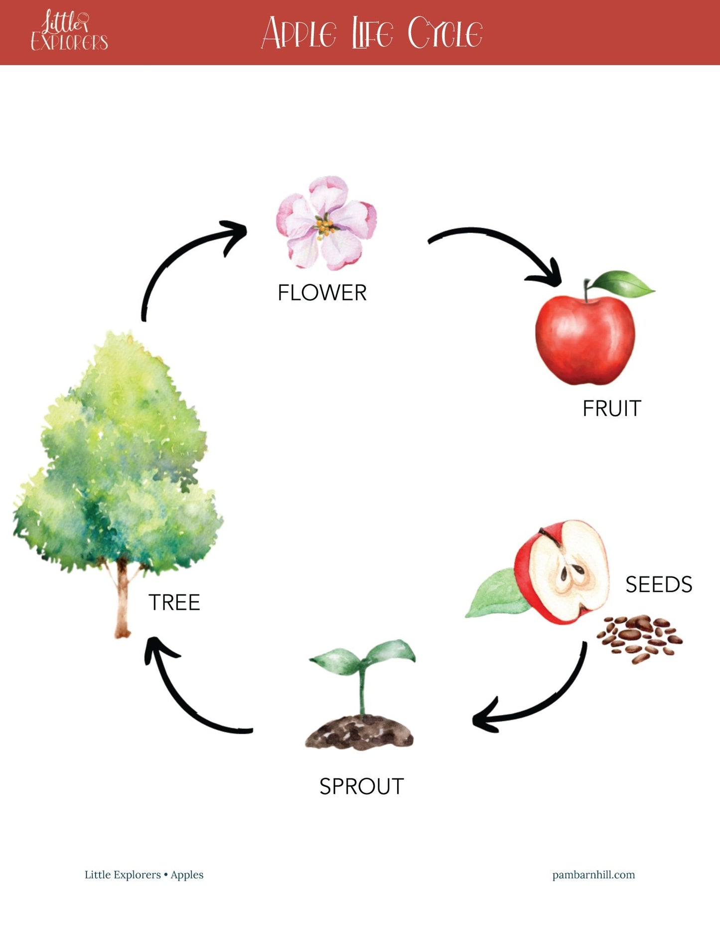 Apples Little Explorers - Homeschool Better Together