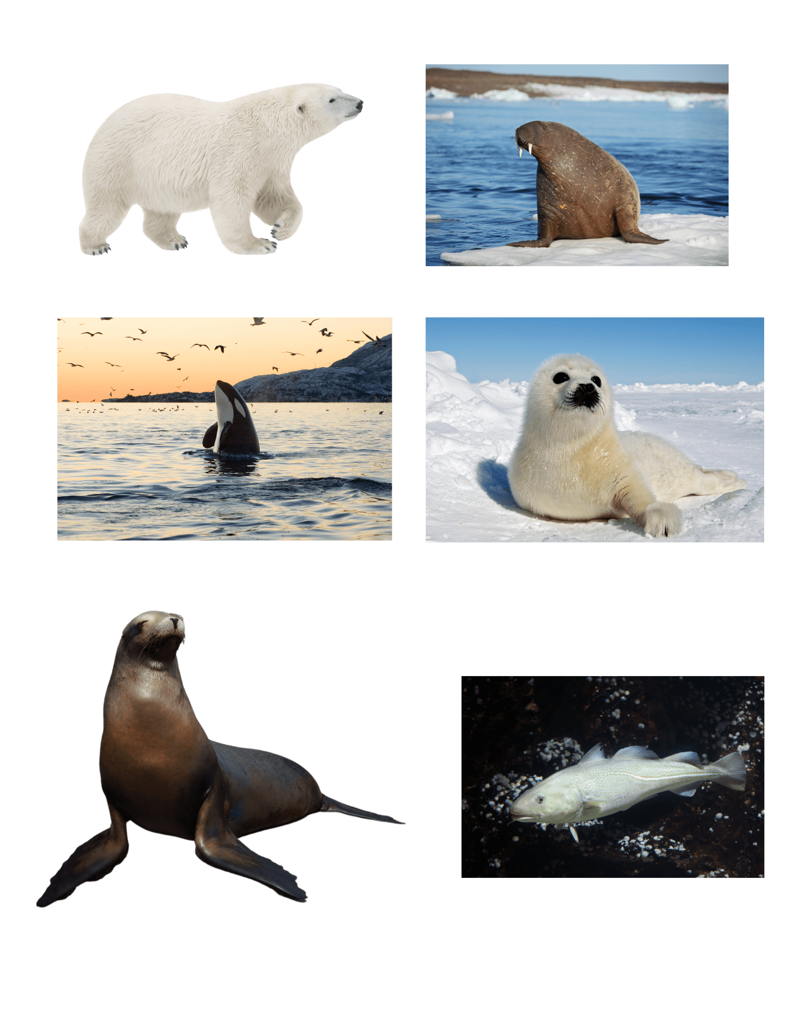 Arctic Little Explorers - Homeschool Better Together