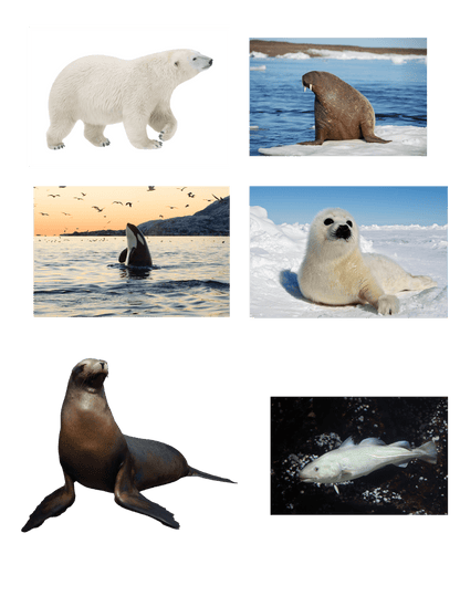 Arctic Little Explorers - Homeschool Better Together