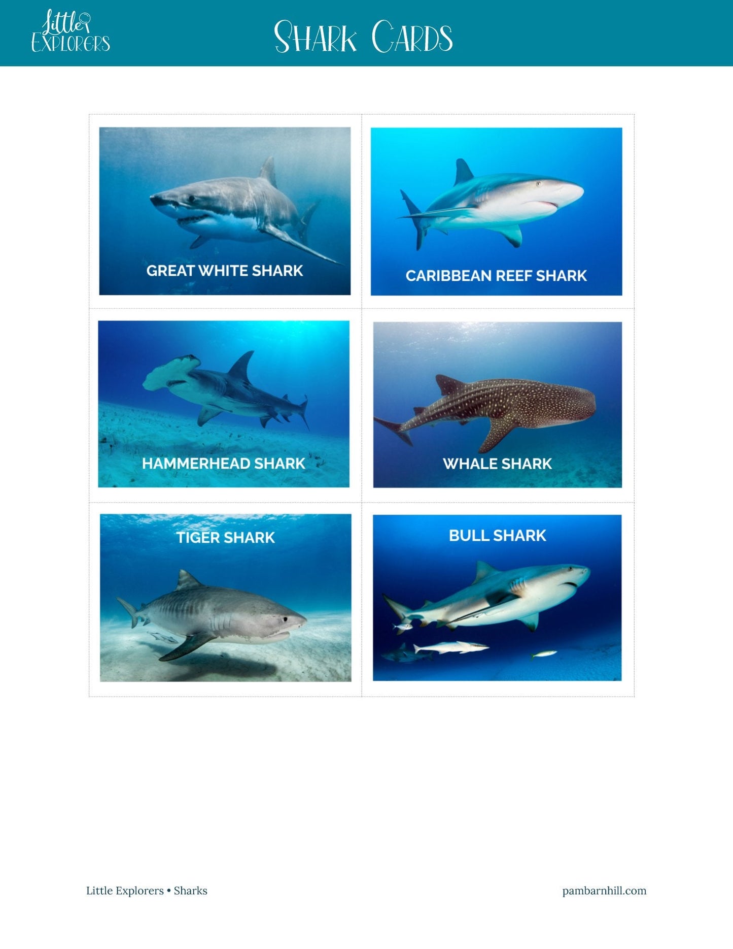 Sharks Little Explorers - Homeschool Better Together